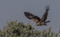 243 - TAWNY EAGLE - MEAD BARRY - united kingdom <div